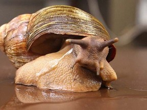 A giant African land snail from Winnipeg's Assiniboine Park Zoo. (QMI Agency, file)