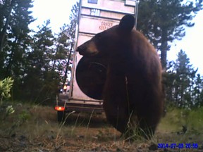 A black bear is pictured as she and her two cubs were released back into the wild in this YouTube screengrab.