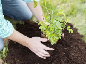 Gardens provide dementia patients a place to relax, get active and reduce agitation, which can reduce symptoms without the use of drugs, a new British study says.(Fotolia)