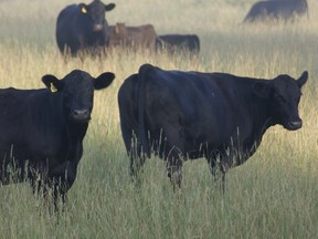 Livestock prices remain on a rampage in spite of a June 30 USDA crop report that was highly bearish for both corn and soybeans.