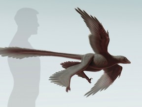 An artist's rendering shows the newly discovered feathered dinosaur, Changyuraptor yangi, in this image released on July 15, 2014, courtesy of the Natural History Museum (NHM)'s Dinosaur Institute. Scientists on Tuesday described fossils of the strange dinosaur that lived in China 125 million years ago, which was covered in feathers, looked like it had two sets of wings and may have been able to glide.  REUTERS/S. Abramowicz/Dinosaur Institute/NHM/Handout via Reuters