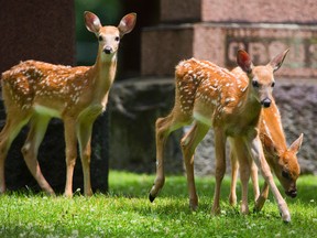 A Montreal suburb is overrun by deer, and the residents of a seniors home are to blame. Mike Hensen/The London Free Press/QMI Agency