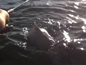 A screen capture image from YouTube of an alleged sighting of a bull shark in Lake Ontario off the shores of Wolfe Island near Kingston. YOUTUBE/THE WHIG-STANDARD/QMI AGENCY
