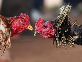 Cockfighting roosters. REUTERS/Thomas Mukoya, file
