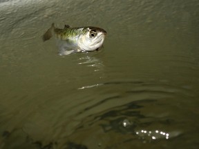 A young chinook salmon. (QMI Agency file photo)