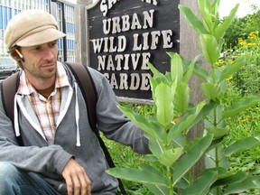 Shawn McKnight, with Return the Landscape, checks out milkweed plants in the urban wild life native garden at the corner of Christina and Davis streets in downtown Sarnia. The plant's popularity has been growing with local gardeners, because of its important role in the life cycle of Monarch butterflies. (PAUL MORDEN, The Observer)