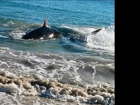 A July 12 YouTube video shows a Great White Shark thrashing near the shore.
(Screenshot from YouTube)