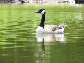 A Canada goose swims through the bright green waters of Lake Chipican. The water has been green since the spring but there are still no answers as to why. (BRENT BOLES, The Observer)