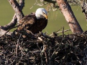 A pair of nesting bald eagles have been found on San Clemente Island off the Southern California coast for the first the in more than 50 years. Fotolia.com (Bald Eagle Image)