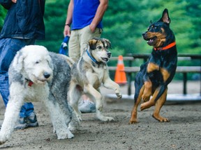 Dogs socialize in the off-leash area in High Park in Toronto. (Ernest Doroszuk/Toronto Sun)