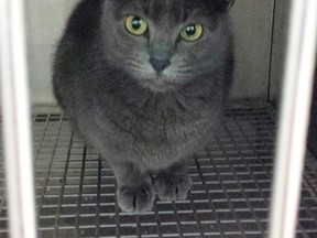 Kush, a four-year-old Russian Blue, is seen in a cage at the local police station after her owner claimed the cat attacked her in her home, in DeLand, Florida, in this undated handout picture released by the DeLand Police Department on July 9, 2014. (REUTERS/DeLand Police Department/Handout via Reuters)