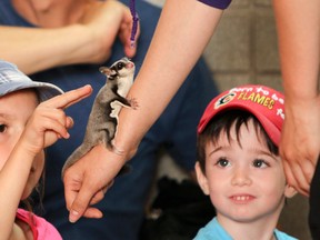 Kaidra Giroux, left, and Luca Lavigne wait their turn to pet Piper the sugar glider from the Zoo Crew during the Live at the Library event at the Isabel Turner branch on Wednesday afternoon. (Julia McKay/The Whig-Standard)