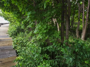 A boardwalk runs by the site of a housing complex proposed by some Toronto Island residents. (Ernest Doroszuk/Toronto Sun)
