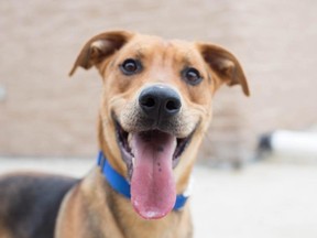 Hawkins is a two-year-old male shepherd mix available for adoption at Winnipeg Animal Services.