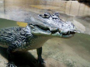 A caiman at the Reptilia Zoo and Education Facility in Vaughan on Friday, July 18, 2014. (Veronica Henri/Toronto Sun)