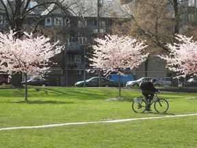 Oppenheimer Park in Vancouver. (QMI Agency file photo)