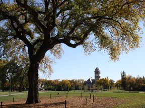 The Grandma Elm was one of Assiniboine Park's most recognizable trees. It contracted Dutch Elm Disease, though, and was taken down a couple of years ago. (ASSINIBOINE PARK CONSERVANCY PHOTO)