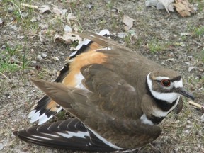 Killdeers will use several defensive responses in the face of perceived threats. This bird is feigning injury with a ?broken wing? and limping away from its nest as a distraction technique. (Paul Nicholson/Special to QMI Agency)