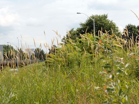 Tall grass and plants are causing vision problems at the Brookfield Road and Flannery Drive roundabout. Tony Caldwell/Ottawa Sun