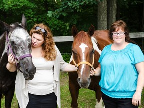 Therapy horses