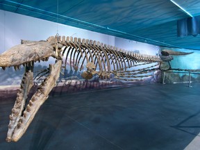 Recent comparative research undertaken by the Canadian Fossil Discovery Centre in Morden has revealed that Bruce, its showcase mosasaur exhibit, is not only the largest publicly exhibited mosasaur in Canada, but in fact the largest in the world at just over 13 metres (43 feet) in length.