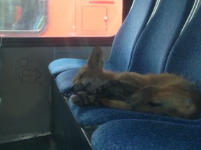 This fox grabbed 40 winks by taking a nap on an empty OC Transpo bus. Courtesy City of Ottawa