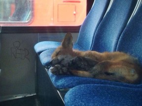 Talk about caught napping. This fox was spotted taking a siesta on the seat of an OC Transpo bus early Wednesday, July 23, 2014. It woke up shortly after and took off. (Twitter photo/QMI AGENCY)