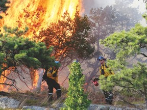 Members of a Parks Canada fire crew move back after setting the southern tip of Camelot Island ablaze on Tuesday. Parks Canada has been waiting three years for the perfect conditions to conduct a controlled fire, with a goal of rejuvenating the iconic pitch pine. (DARCY CHEEK/The Recorder and Times)