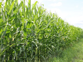 Despite the late planting, the corn crops in Eastern Ontario are already tassling, a good sign for a healthy crop, according to the ministry of agriculture.LOIS ANN BAKER/CORNWALL STANDARD-FREEHOLDER/QMI AGENCY