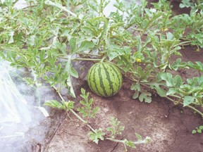 melon