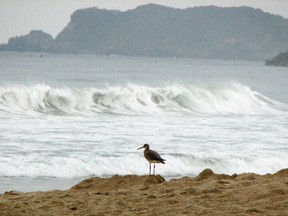 A sandpiper stands watch over the rolling surf as the waves of the Pacific roll onto Ixtapa Beach.