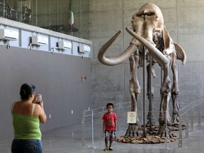 A woman takes a picture of her son standing in front of the well preserved skeleton of a mammoth (Mammutus columbi) who lived in america over a million years ago exhibited at the museum of the National Institute of Anthropology and History of Acapulco "Fuerte de San Diego", on July 16, 2014 in Acapulco, Mexico. The fossilized bone structure of the mammoth was found in archaeological excavations carried out at the beginning of 1990 in the State of Mexico. AFP PHOTO / Pedro PARDO