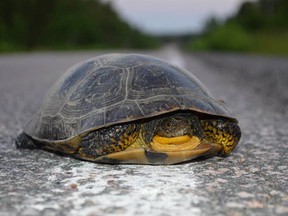 Jim Moodie/The Sudbury Star              
A Blanding's turtle crosses Highway 64 in Mashkinonje Provincial Park, north of Monetville.