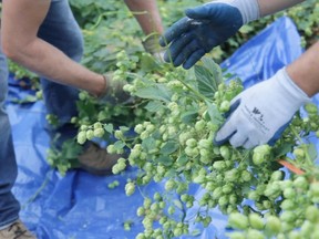 Hops are handled at The Farmery hop yard near Neepawa. The province is looking at the feasibility of jump-starting Manitoba's hop industry. (HANDOUT)