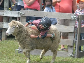 Cade VanEsse holds on tight as he takes part in a mutton busting competition on Saturday at the 139th annual Dresden Exhibition. The fair ran over three days this past weekend. DAVID GOUGH/QMI AGENCY