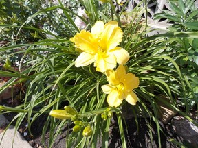 Daylilies are a drought tolerant flower that are perfect for life on the prairies