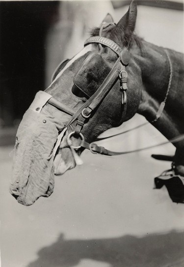 A horse wears a flannelette gas mask at the Chemical Development Laboratory, Philadelphia, in this 1919 handout picture. This picture is part of a previously unpublished set of World War One (WWI) images from a private collection. The pictures offer an unusual view of varied and contrasting aspects of the conflict, from high tech artillery to mobile pigeon lofts, and from officers partying in their headquarters to the grim reality of life and death in the trenches. The year 2014 marks the centenary of the start of the war.  REUTERS/Archive of Modern Conflict London/Handout via Reuters