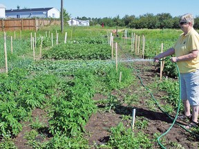 Lorna Armstrong waters her plot in Vulcan’s new community garden on the morning of July 29. It’s her first attempt at gardening, so she said she wanted to start with something safe – potatoes. All around her, other people’s gardens are growing well, but like county crops would benefit from more moisture.    
Simon Ducatel Vulcan Advocate