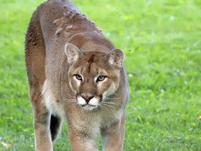 David Howard took these stunning photos on Friday night of a cougar on the Wilson home property on Cranberry Lake Road just north of Grafton, Ont., on July 11. At one point while taking the photos, Howard said he was being stalked by the cougar.
David Howard/QMI Agency