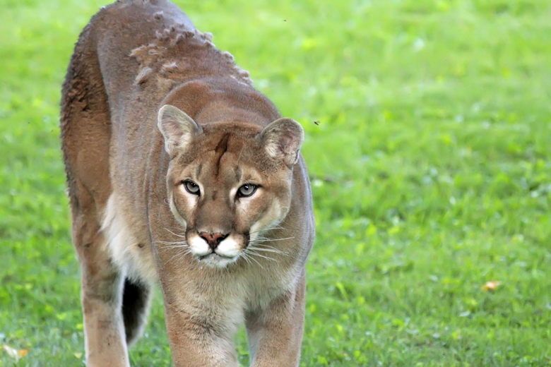 Trailcam footage catches cougar: MNR | Sudbury Star