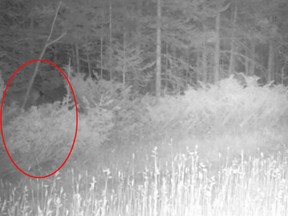 After years of reported sightings and speculation — not to mention a longstanding reward from the local paper for photographic proof — an image of a cougar has finally been captured on Lake Huron’s Manitoulin Island.