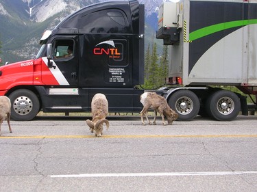 Long horn sheep on the 'Yellowhead Highway' just outside of Jasper by Len Adams of Elliot Lake, Ont. Theme: Canada (July 3, 2014)