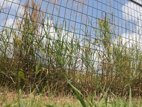 Unkempt grass peeks out of the fences lining Centennial Park along Front Street Wednesday. City staff had told council in June that crews would finally be able to go in and cut the park's grass by early to mid-July. As of Wednesday, the fenced-off sections of Centennial Park remain untouched. (BARBARA SIMPSON, The Observer)