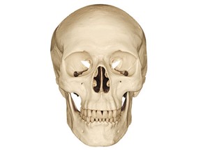generic human skull