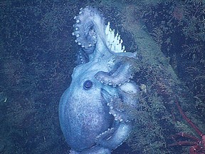 A deep-sea octopus (Graneledone boreopacifica) is shown on a ledge near the bottom of Monterey Canyon, California, about 1,400 meters (4,600 feet) below the ocean surface. REUTERS/MBARI/Eurekalert.org/Handout