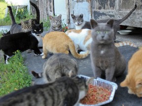 Volunteer colony caretakers with Spay Neuter Kingston Initiative (SNKI) help take care of more than 25 feral cat colonies in the Kingston Area. Through the SNKI's Trap, Neuter, Vaccinate and Return program they have been able to neuter more than 450 cats since 2009. Julia McKay/Kingston Whig-Standard/QMI Agency