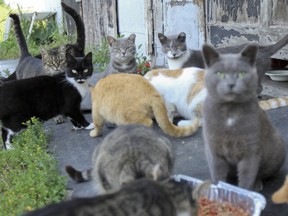 Feral cat spay and neuter program