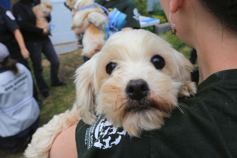 Cute Alert Puppies Dogs Rescued From Quebec Puppy Mill Ready For   1297590051616 ORIGINAL 