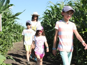 Jeamie Nichol and her children Silas (from left), Everett and Nyah found their way out of the Edmonton Corn Maze on July 28. The Nichol family travelled from Cold Lake to spend an afternoon at the local attraction, conquering the dozens of decision points throughout the maze in an hour and a half. - Karen Haynes, Reporter/Examiner