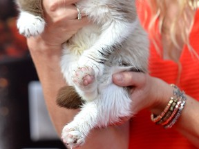 Grumpy Cat, pictured here at the 2014 MTV Movie Awards, has turned herself into a cat-lebrity thanks to viral videos and photos. Sarnia-Lambton cats will have a shot at similar fame with the community's first Cat Video Film Festival set for this fall. (File photo)